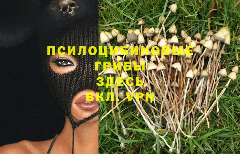 Псилоцибиновые грибы Psilocybine cubensis  как найти   это какой сайт  Жердевка 